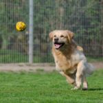 The Ultimate Bond Between Dogs and Their Toys