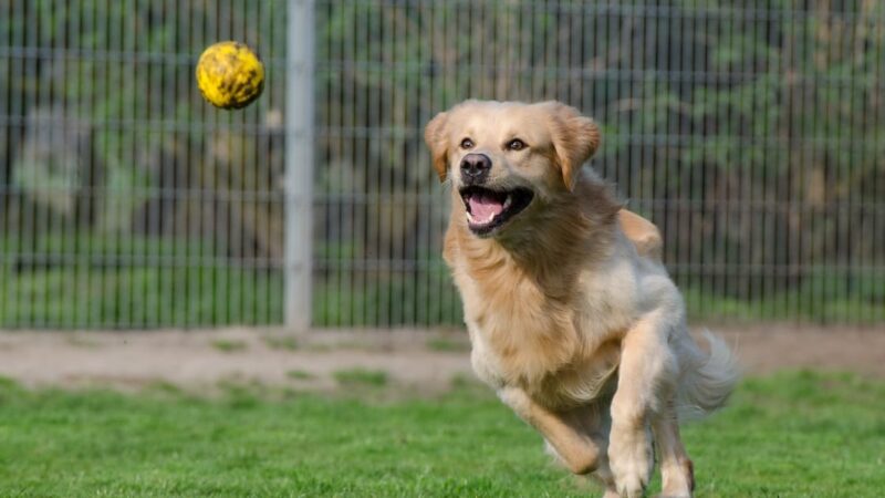 The Ultimate Bond Between Dogs and Their Toys