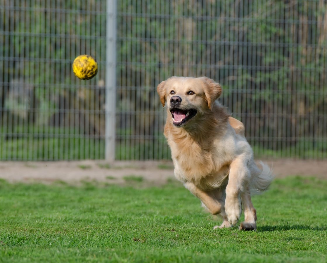 The Ultimate Bond Between Dogs and Their Toys